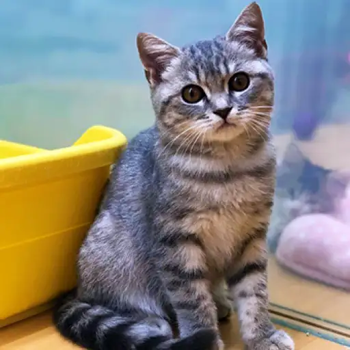 ブリティッシュショートヘア