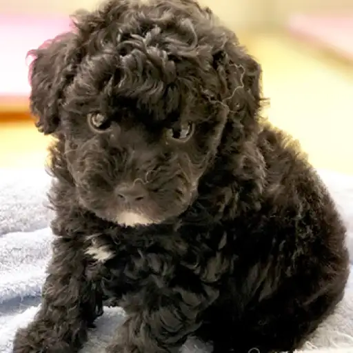 トイ・プードル