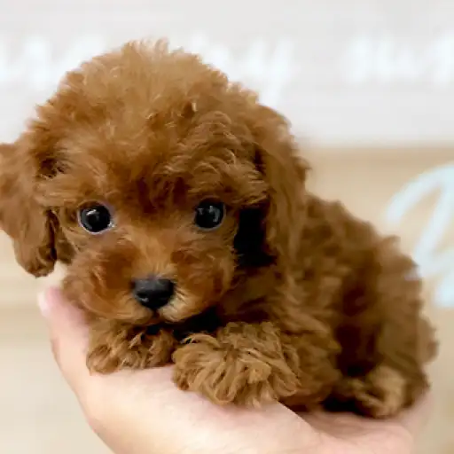 トイ・プードル