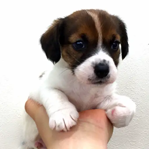 ジャックラッセルテリア