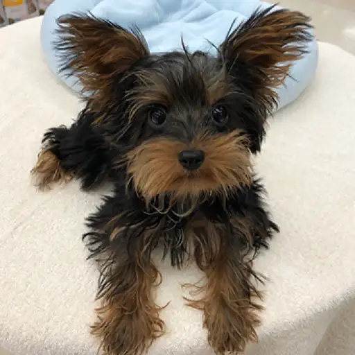 ヨークシャーテリア