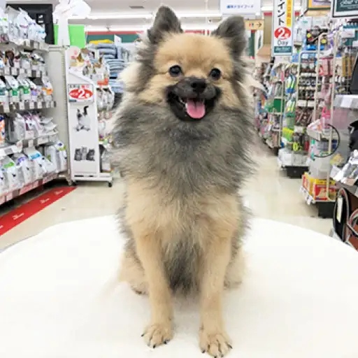 ポメラニアン