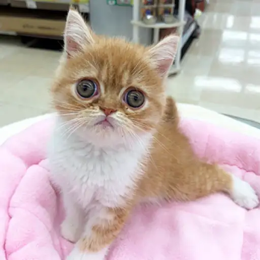 エキゾチックショートヘア