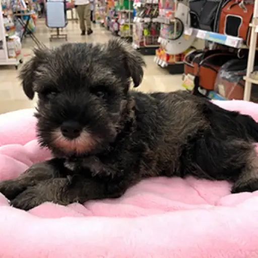 ミニチュア・シュナウザー