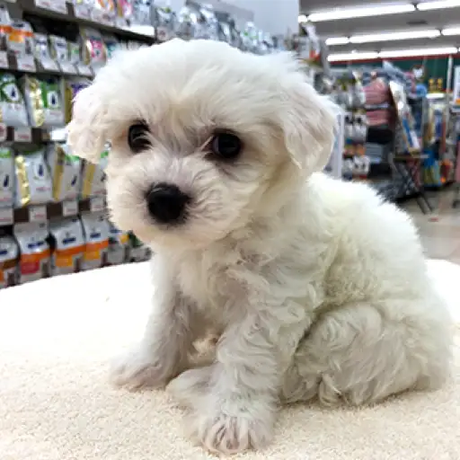 ビションフリーゼ