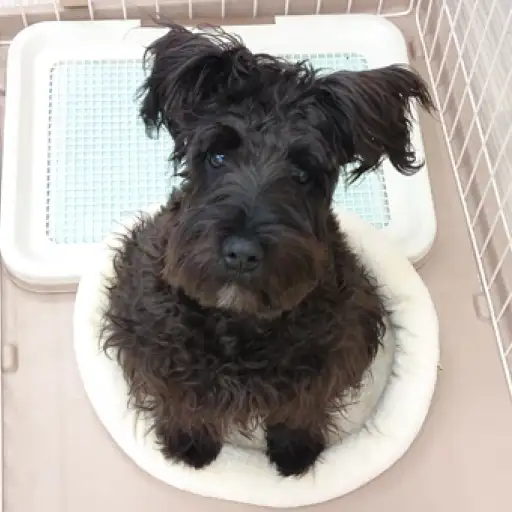 ミニチュア・シュナウザー