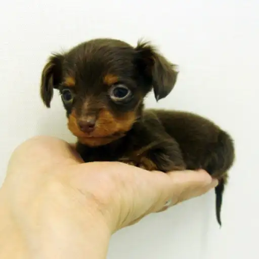 カニンヘン・ダックスフント