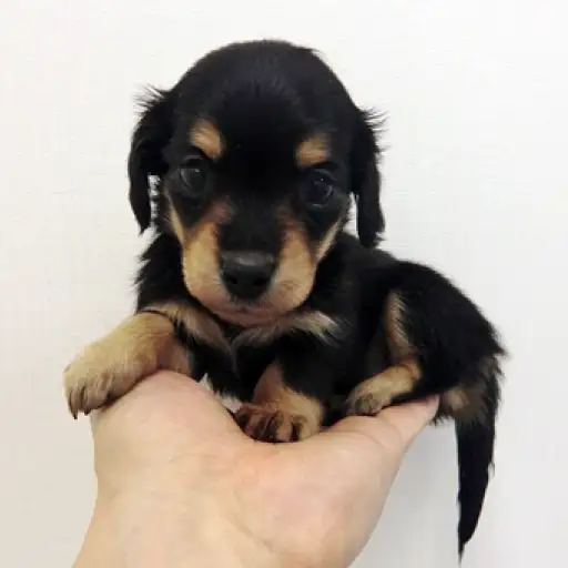 カニンヘン・ダックスフント