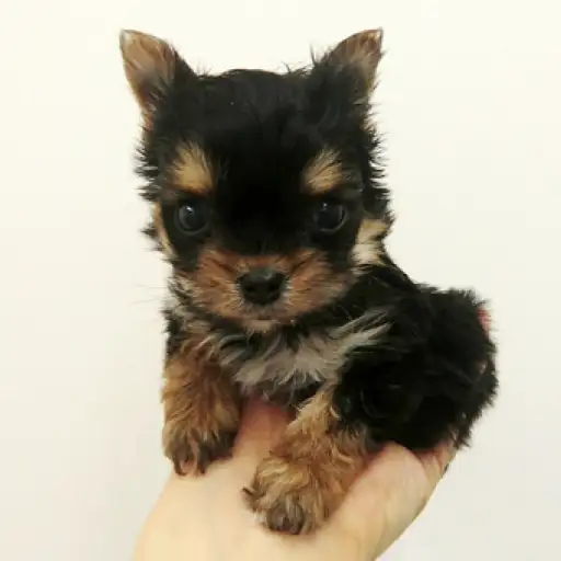 ヨークシャーテリア