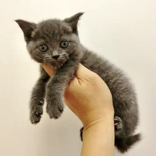 ブリティッシュショートヘア