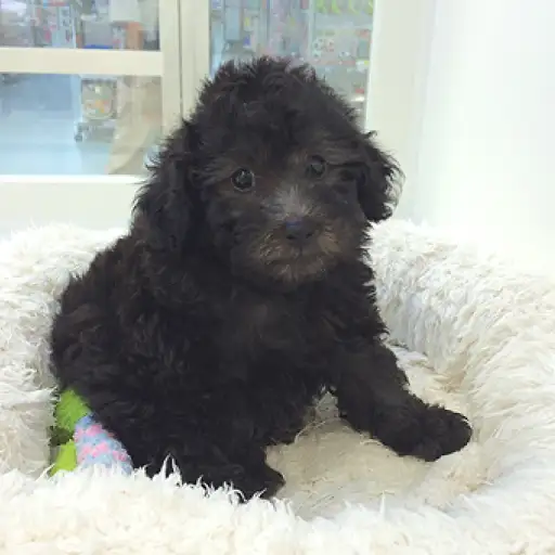 トイ・プードル