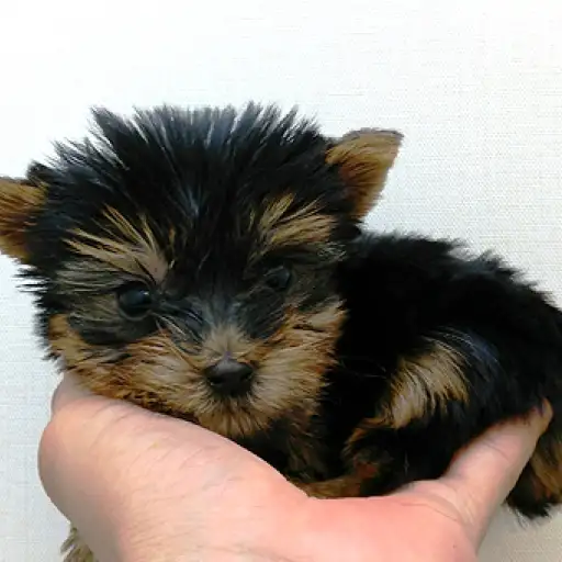 ヨークシャーテリア