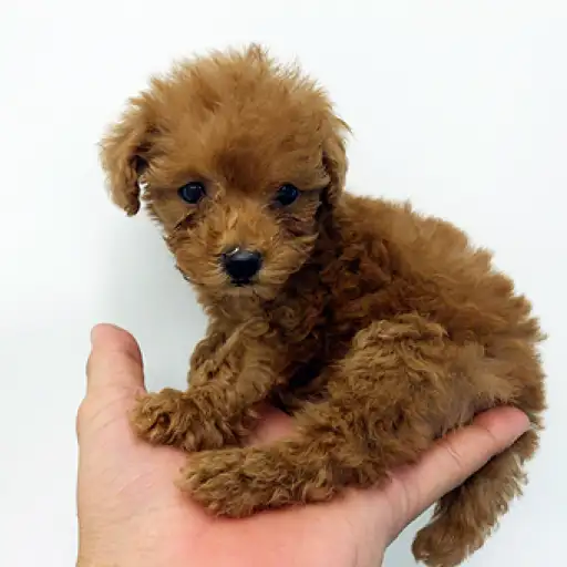 トイ・プードル