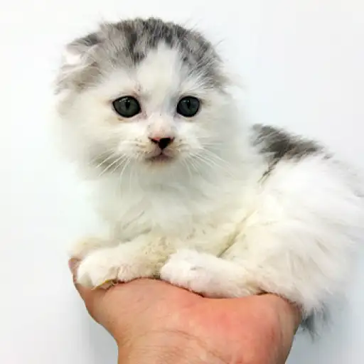 スコティッシュフォールド