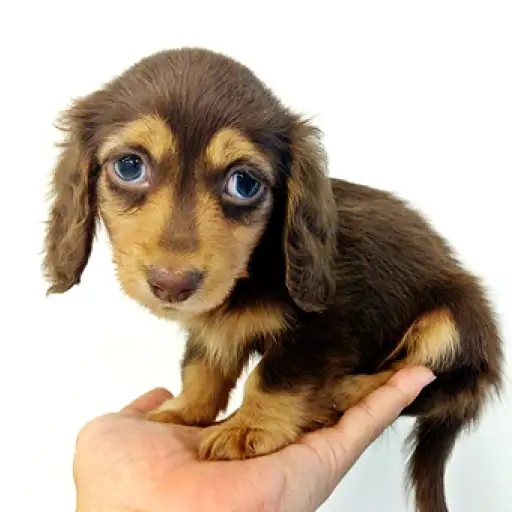 カニンヘン・ダックスフント