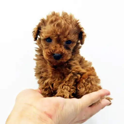 トイ・プードル