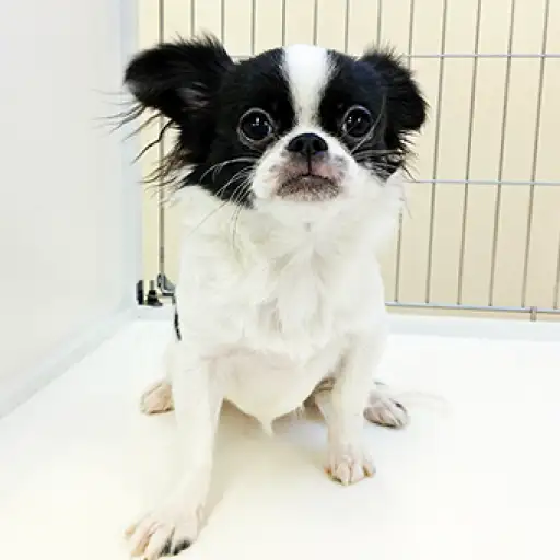 MIX（チワワ×ペキニーズ）