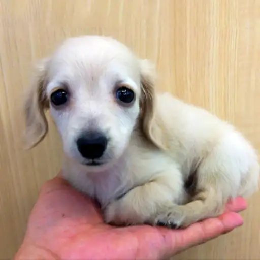 ミニチュア・ダックスフント