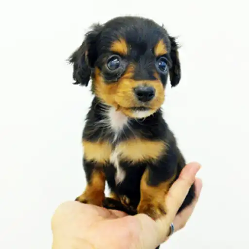 ミニチュア・ダックスフント