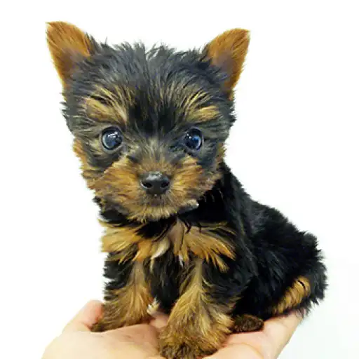 ヨークシャーテリア