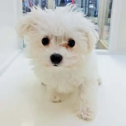 ビションフリーゼ