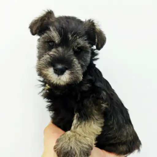 ミニチュア・シュナウザー