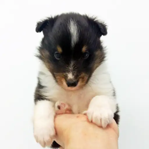 シェットランドシープドッグ