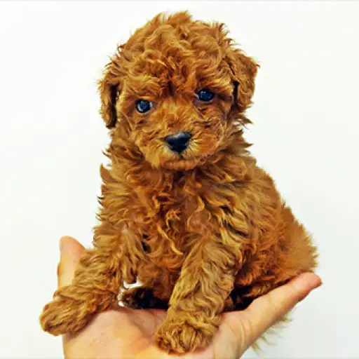 トイ・プードル