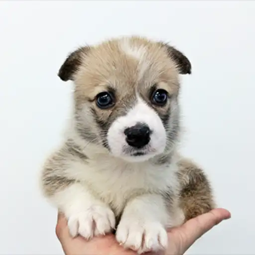 ウェルシュコーギーペンブローク