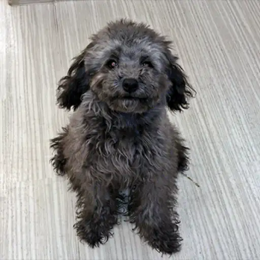 トイ・プードル