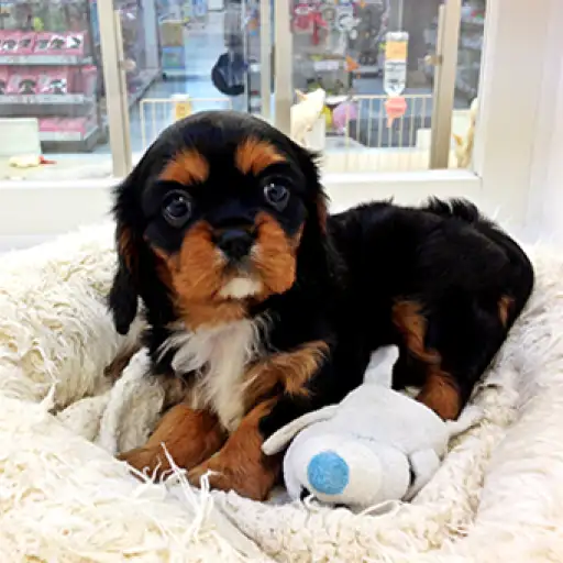 キャバリア・キングチャールズ・スパニエル