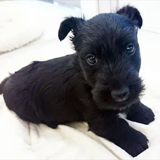 スコティッシュテリア