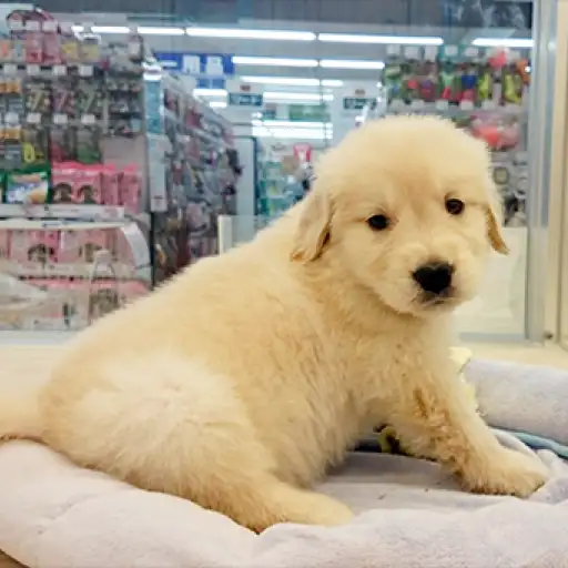 ゴールデンレトリバー