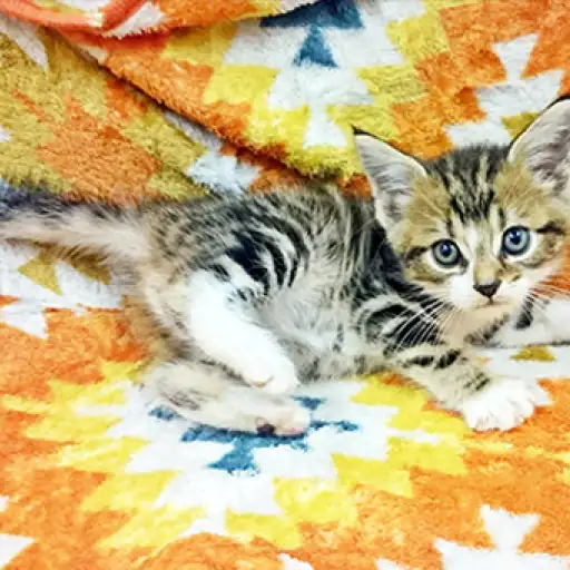 アメリカンショートヘア