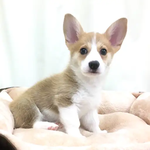 ウェルシュコーギーペンブローク