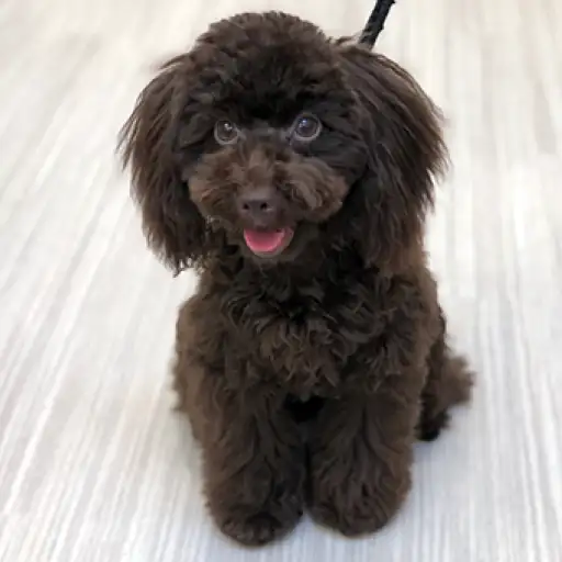 トイ・プードル