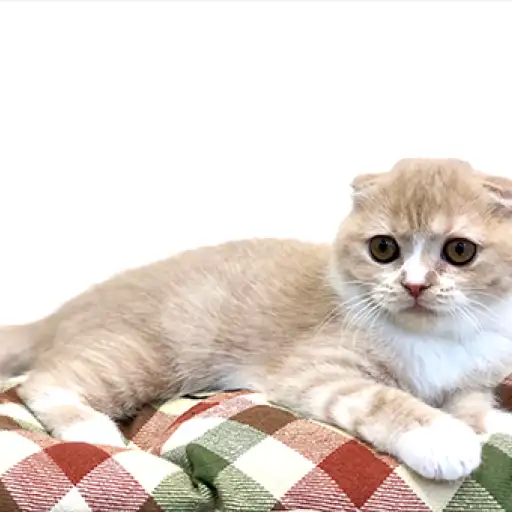 スコティッシュフォールド