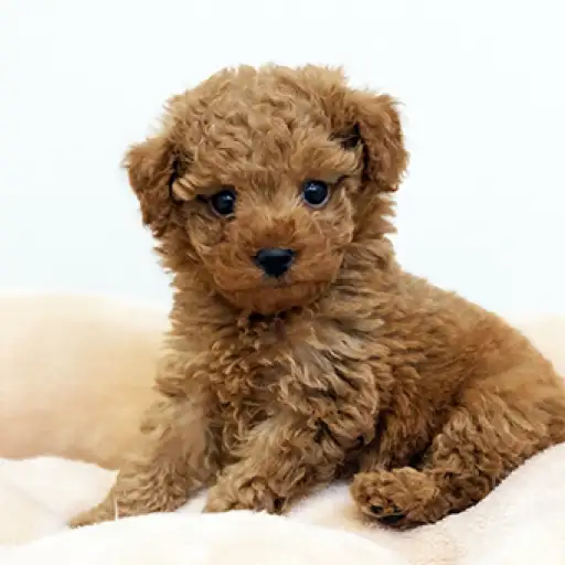 トイ・プードル