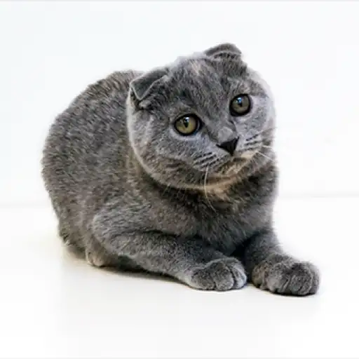 スコティッシュフォールド