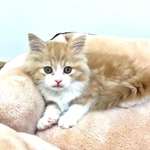 ノルウェージャンフォレストキャット