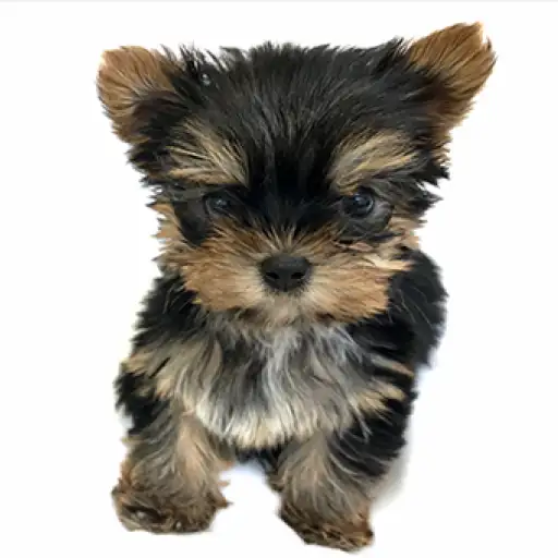 ヨークシャーテリア