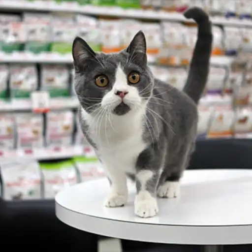 ブリティッシュショートヘア