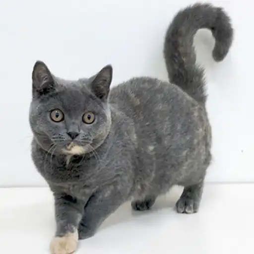 ブリティッシュショートヘア