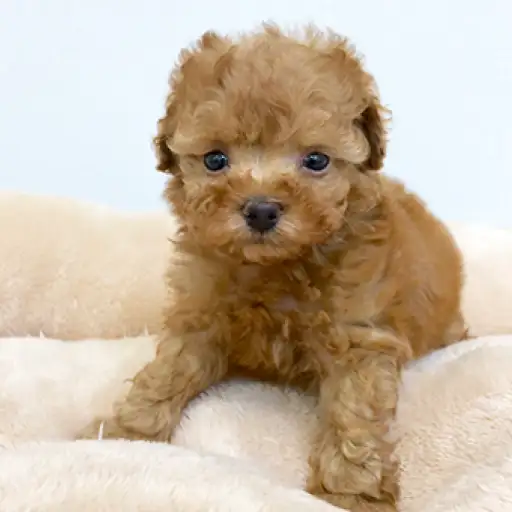 トイ・プードル