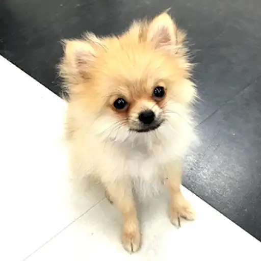 ポメラニアン