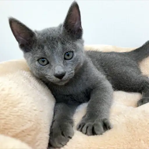 ロシアンブルー