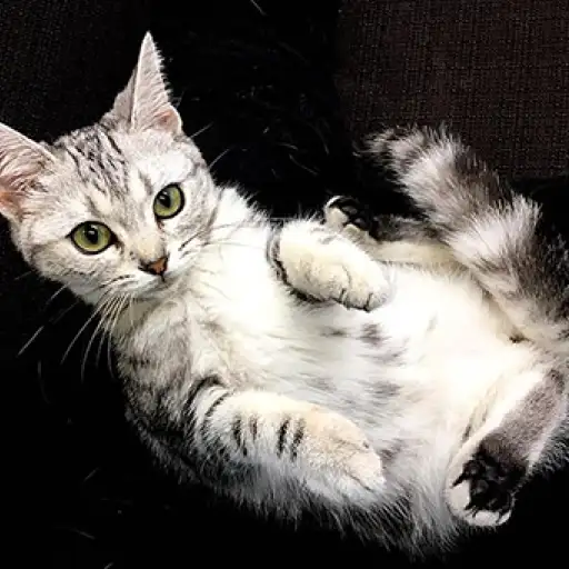 アメリカンショートヘア