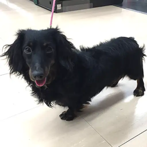 カニンヘン・ダックスフント