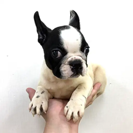 フレンチブルドッグ