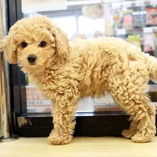 トイ・プードル